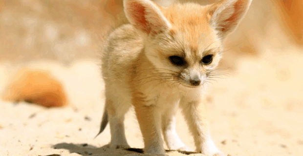 Fennec Fox