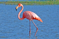 Flamingo