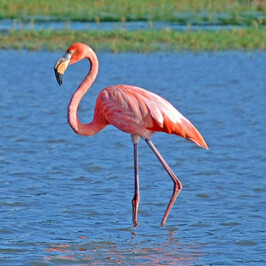 Flamingo