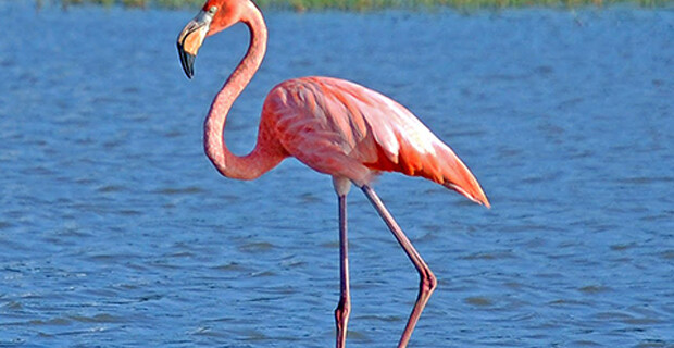 Flamingo