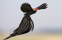 Long-tailed Widowbird