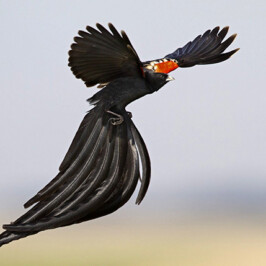 Long-tailed Widowbird