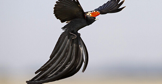 Long-tailed Widowbird