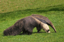 Giant Ant Eater