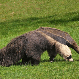 Giant Ant Eater