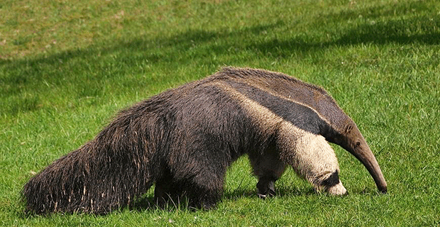 Giant Ant Eater