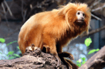 Golden Lion Tamarin