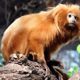 Golden Lion Tamarin