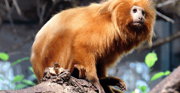 Golden Lion Tamarin