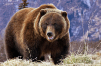 Grizzly Bear
