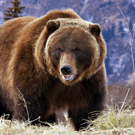Grizzly Bear