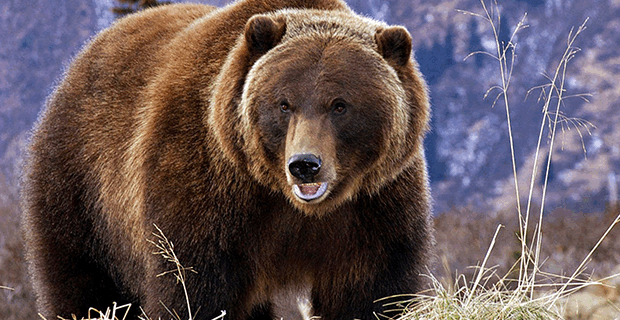 Grizzly Bear
