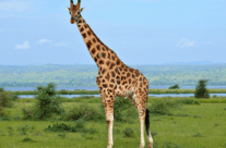 Giraffe