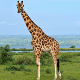 Giraffe