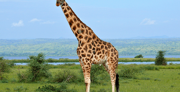 Giraffe