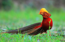 Golden Pheasant