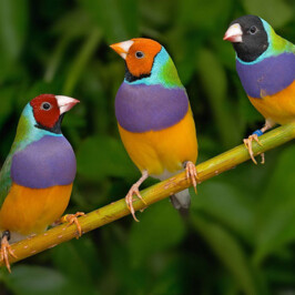 Gouldian Finch