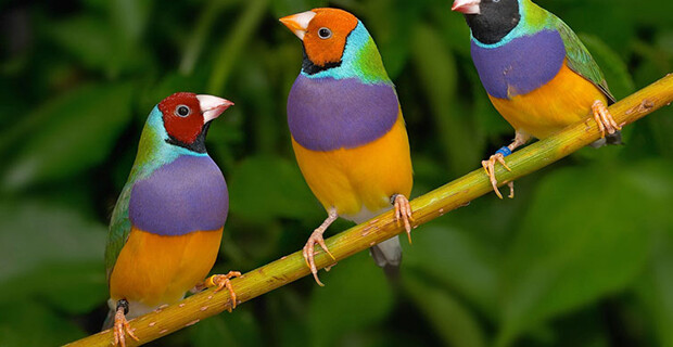 Gouldian Finch