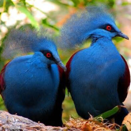 Common Crowned Pigeon