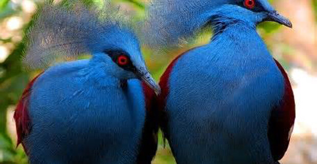 Common Crowned Pigeon