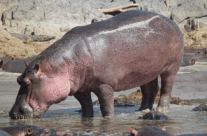 Hippopotamus