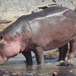 Hippopotamus