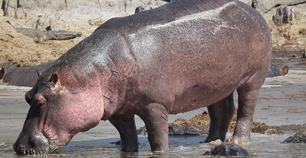 Hippopotamus