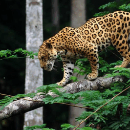 Jaguar