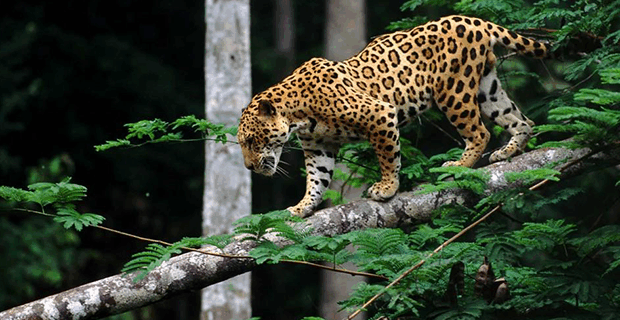 Jaguar
