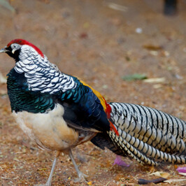 Lady Amherst’s Pheasant