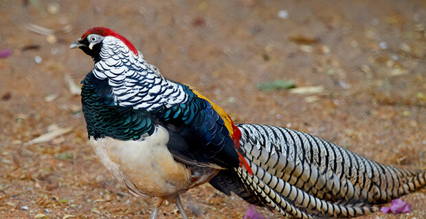 Lady Amherst’s Pheasant