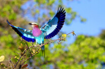 Lilac-Breasted Roller