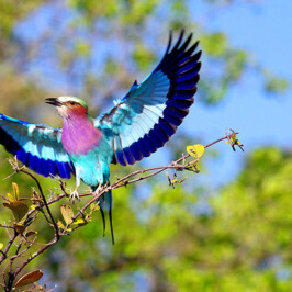 Lilac-Breasted Roller