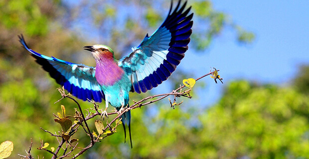 Lilac-Breasted Roller