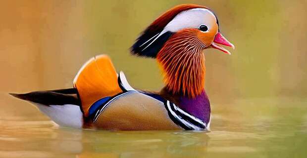 Mandarin Duck