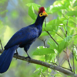 Ross’s Turaco