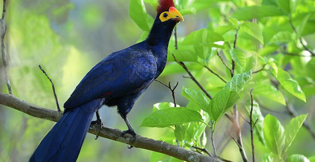 Ross’s Turaco
