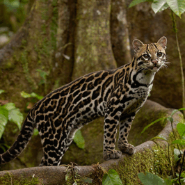 Ocelot