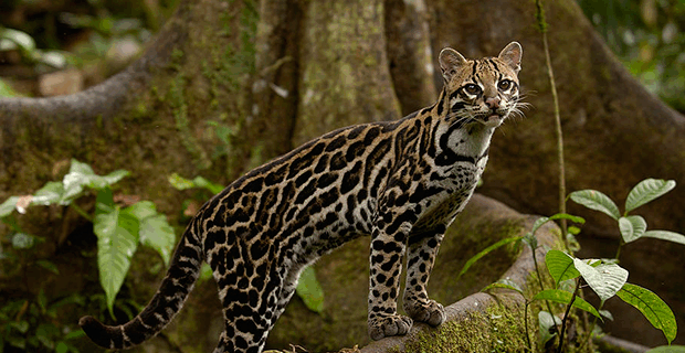 Ocelot
