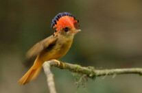 Royal Flycatcher