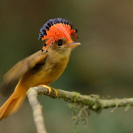 Royal Flycatcher