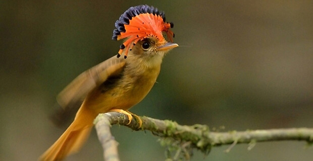 Royal Flycatcher