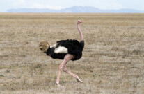 Ostrich
