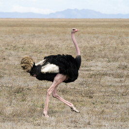 Ostrich