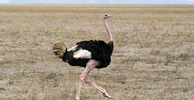 Ostrich