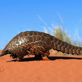 Pangolin