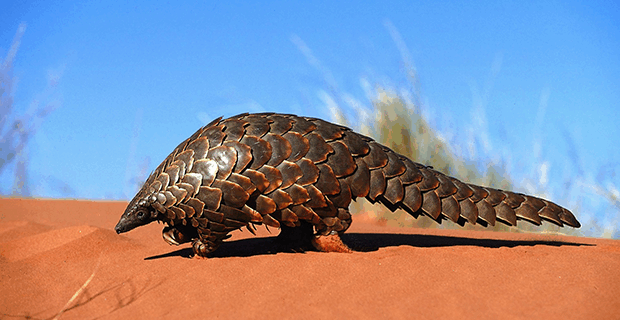 Pangolin