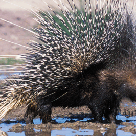 Porcupine