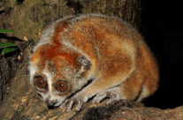Potto