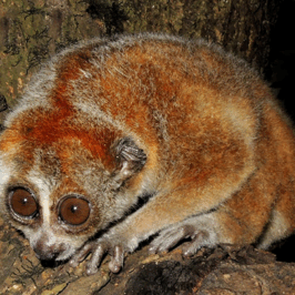 Potto